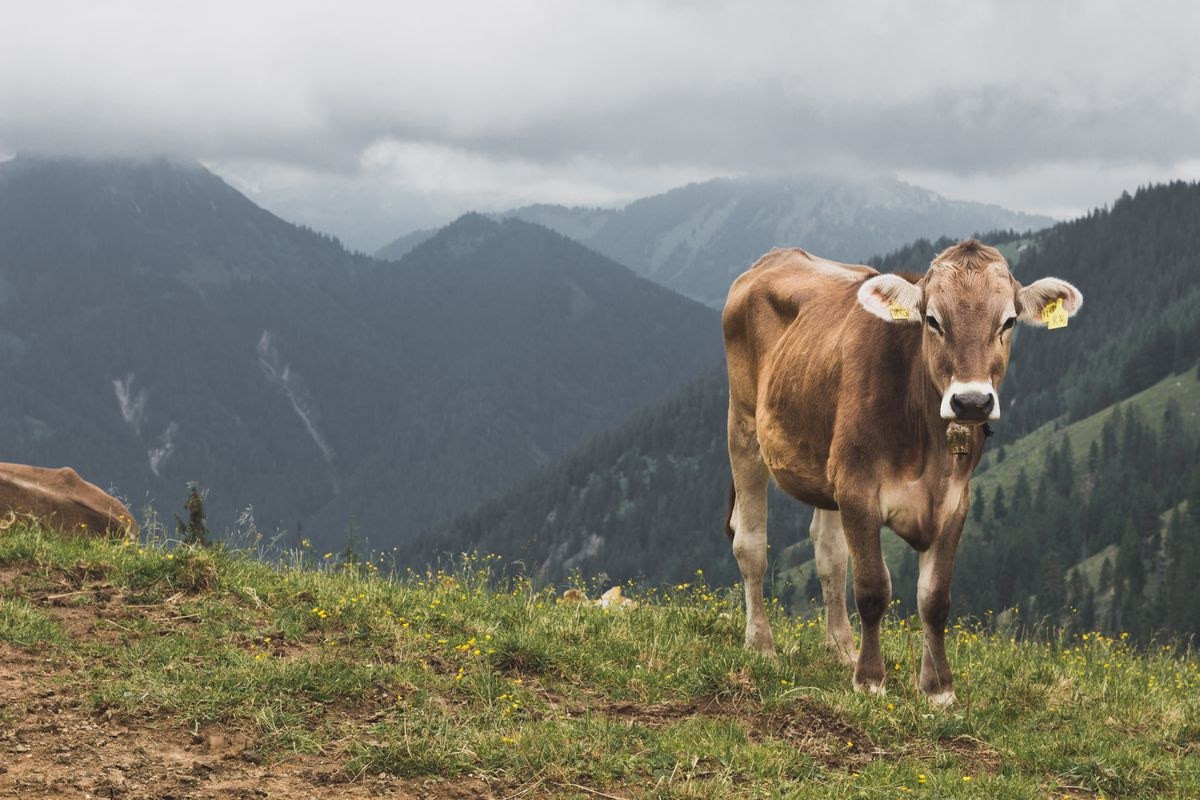 Braunvieh-Kuh auf einer Bergwiese, dahinter bewaldete Berge in Wolken