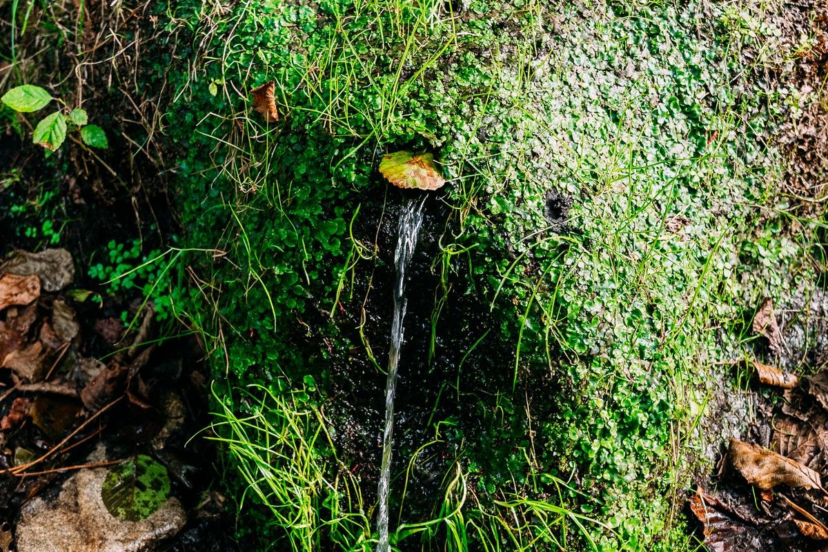 Quellwasser fließt aus einem moosbewachsenen Felsen im Wald