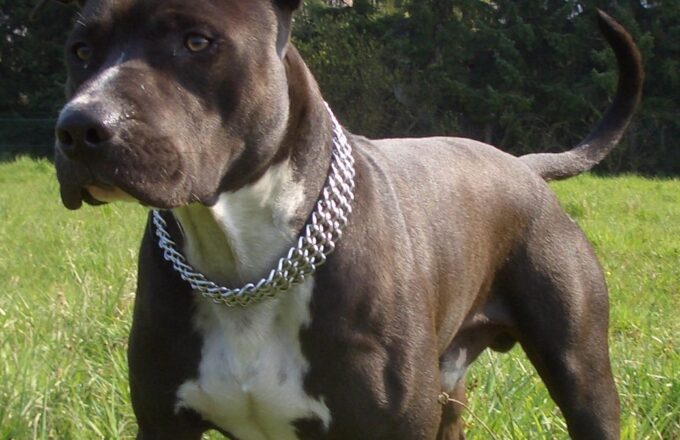 American Staffordshire Terrier auf einer Wiese