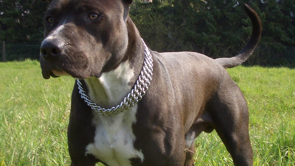 American Staffordshire Terrier auf einer Wiese