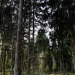 Mischwald mit Bäumen, Sträuchern und Moosboden