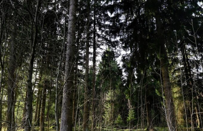 Mischwald mit Bäumen, Sträuchern und Moosboden