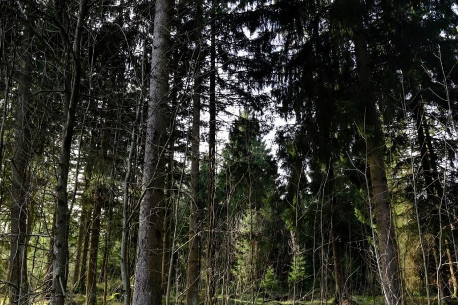 Mischwald mit Bäumen, Sträuchern und Moosboden