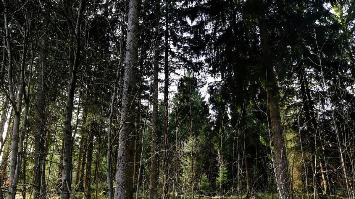 Mischwald mit Bäumen, Sträuchern und Moosboden