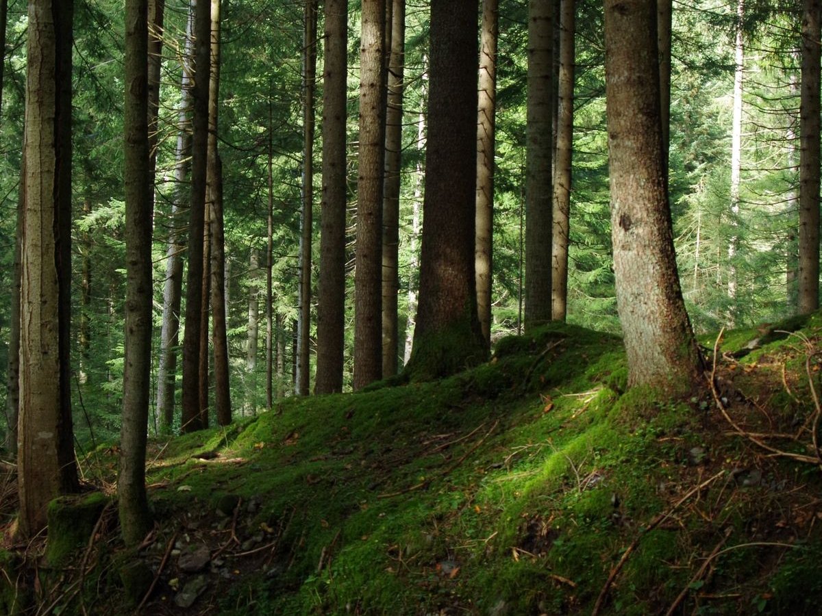 Moosbedeckter Waldboden zwischen Baumstämmen