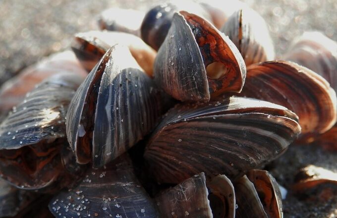 Gruppe von Quagga-Muscheln mit gestreiften Schalen am Ufer