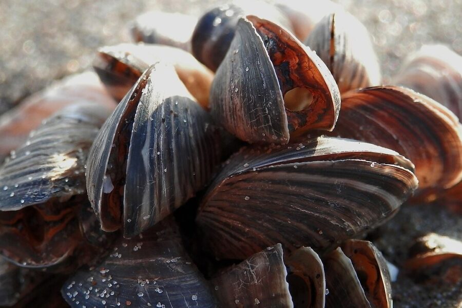 Gruppe von Quagga-Muscheln mit gestreiften Schalen am Ufer