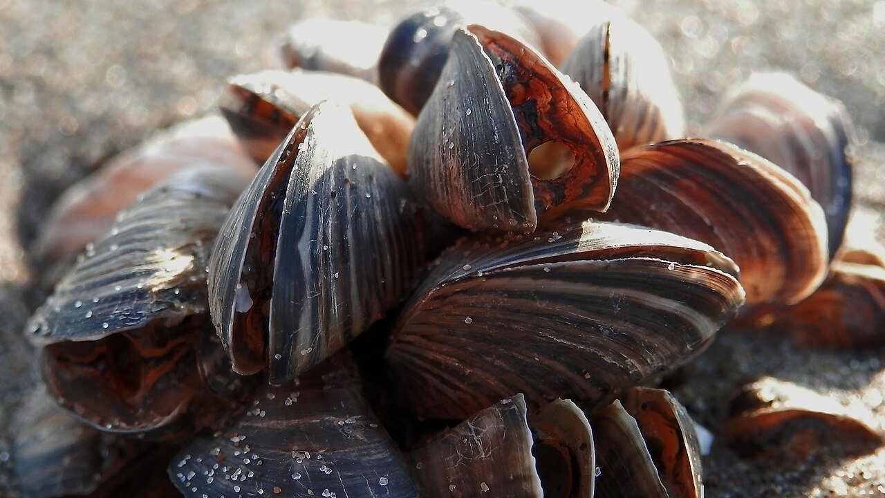 Gruppe von Quagga-Muscheln mit gestreiften Schalen am Ufer