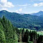 Blühende Bergwiese mit Fichtenwald und Bergen unter blauem Sommerhimmel
