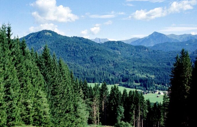 Blühende Bergwiese mit Fichtenwald und Bergen unter blauem Sommerhimmel