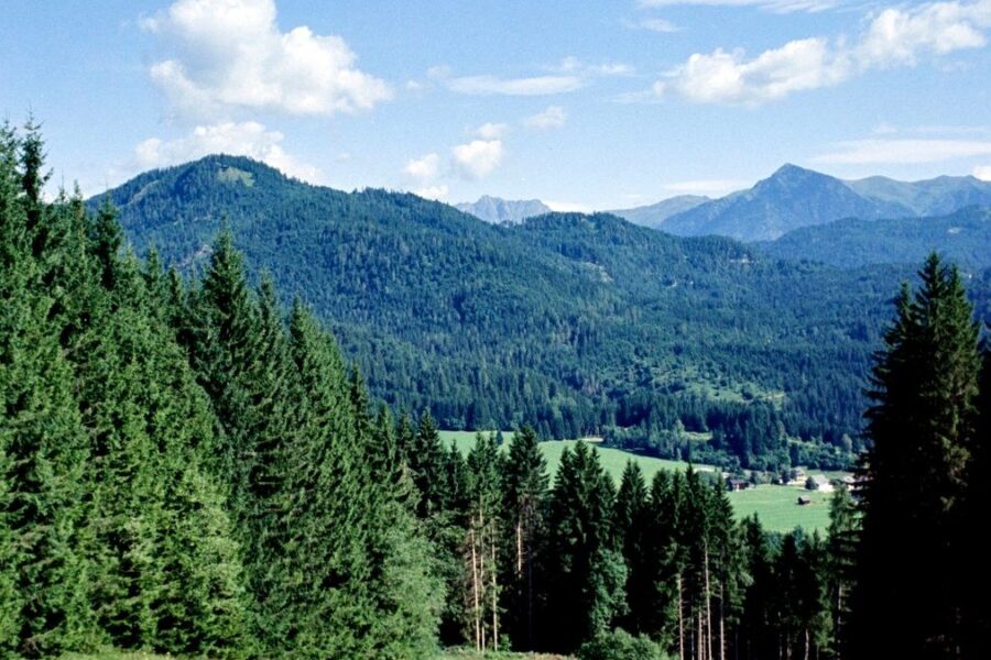 Blühende Bergwiese mit Fichtenwald und Bergen unter blauem Sommerhimmel