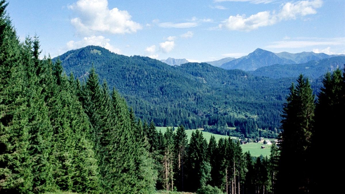 Blühende Bergwiese mit Fichtenwald und Bergen unter blauem Sommerhimmel