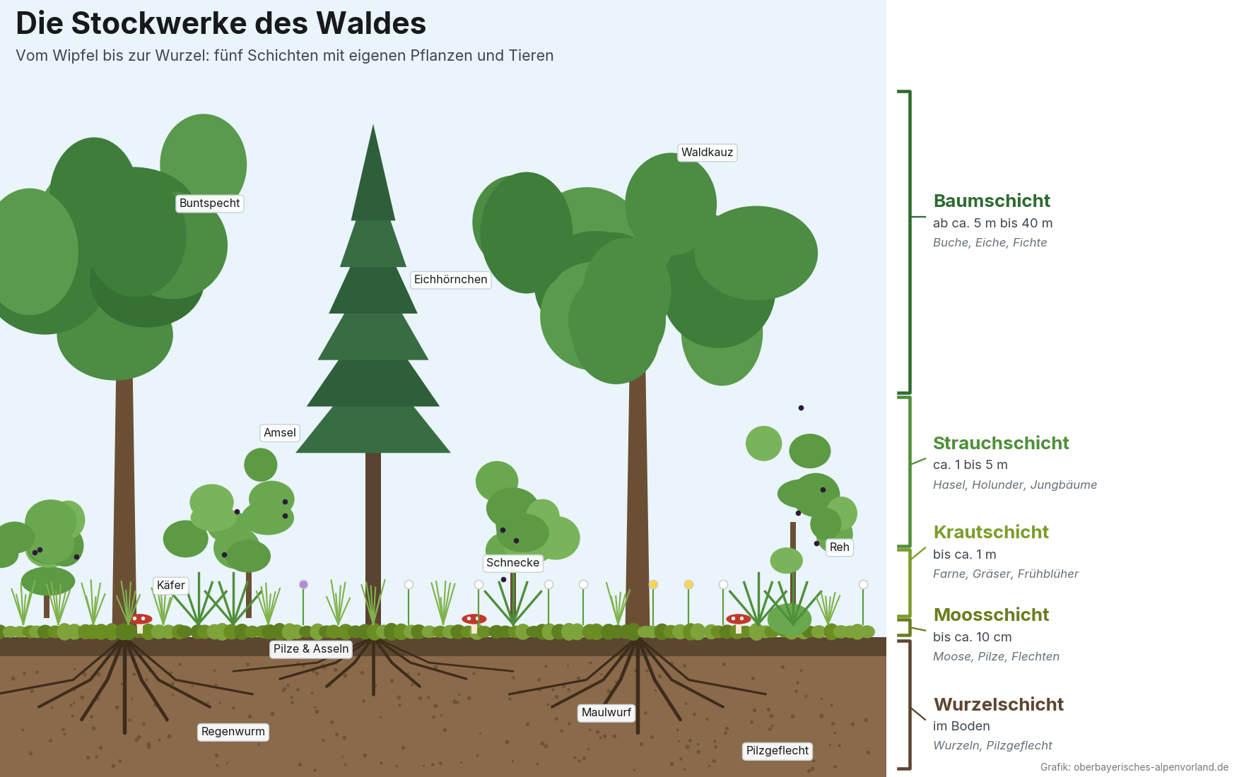 Grafik der Stockwerke des Waldes: Baumschicht, Strauchschicht, Krautschicht, Moosschicht und Wurzelschicht